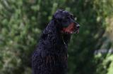 SETTER GORDON 041